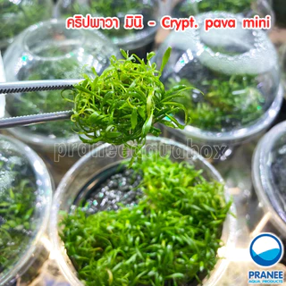 Cryptocoryne​ pava mini คริป พาวา- พาวามินิ ต้นไม้น้ำพร้อมปลูก ต้นไม้ตกเเต่งตุ้ปลา(กรุณ่อ่านรายละเอียดก่อนสั่ง)