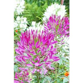 เมล็ดดอก เสี้ยนฝรั่ง (Cleome) คละสี  45 เมล็ด  ซองละ 29 บาท