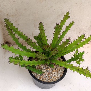 Euphorbia excelsa  ไซน์กระถาง 5 นิ้ว