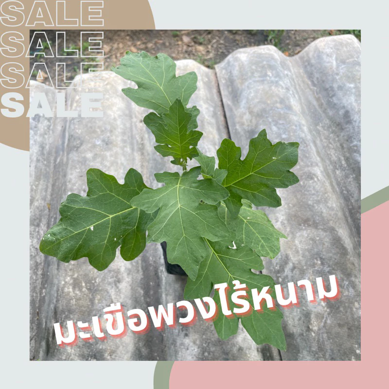 มะเขือพวงไร้หนาม ในถุงดำ 3.5 x 7 นิ้ว