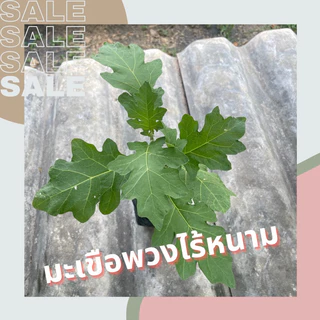 มะเขือพวงไร้หนาม ในถุงดำ 3.5 x 7 นิ้ว