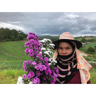 ♥️มากาเรตญี่ปุ่น 🌺กระถาง 2 นิ้ว