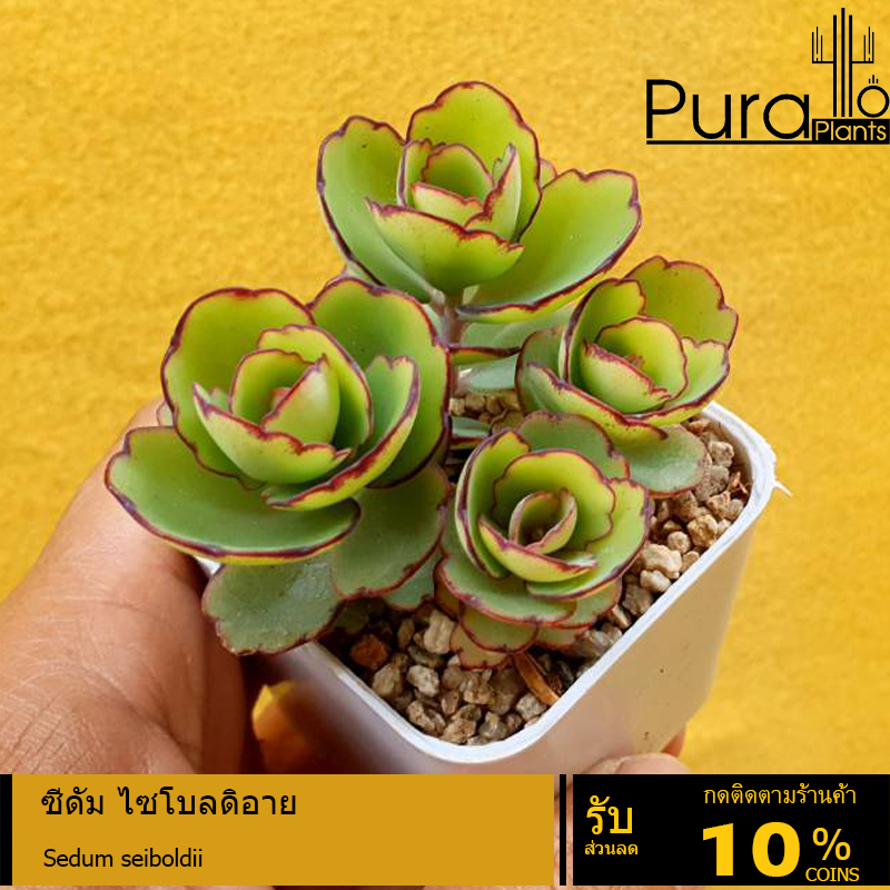 ต้นไม้อวบน้ำ กุหลาบหิน ซีดัม ไซโบลดิอาย Sedum seiboldii #succulent #Sedum
