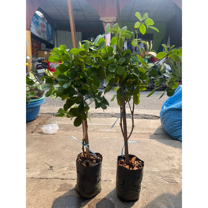 ต้นแก้วเจ้าจอม 4+6 ใบ  หรือ 4 ใบ กิ่งตอน สูง 50- 80 cm 6 ใบ สูง 20 cm อาจได้รับต้นกิ่งตอน 10 ใบ แต่ไปเจอ 4 ใบมากกว่า