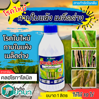 🌾 แซดคานิล50 (คลอโรทาโลนิล) ขนาด 1ลิตร ป้องกันกำจัดโรคราน้ำค้างในคะน้าที่มีสาเหตุจากเชื้อรา