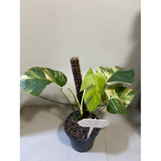 มอนสเตร่า ออเรียสามสี Monstera Aurea tricolor