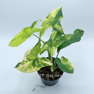 ต้นเงินไหลด่างเหลือง กระถาง 4 นิ้ว (Syngonium yellow variegated aurea)