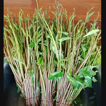 เมล็ดผักบุ้งนาซองละ 29บาท เมล็ดผักบุ้งนาผักบุ้งนาสีแดง ผักบุ้งท้องทุ่งนาจากธรรมชาติ รสชาดอร่อย