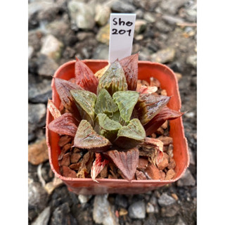 Haworthia Hybird Thailand กระถาง 2 นิ้ว (ส่งทั้งกระถาง) รหัส sho201-210