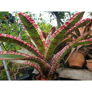 ขายเป็นหน่อหรือต้นลูก #สับปะรดสี #bromeliads #ไม้ด่าง #ไม้ประดับ #ไม้จัดสวน #ไม้มงคล