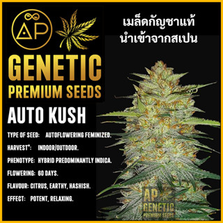 🇪🇸 เมล็ดกัญชา Auto Kush เมล็ดค่าย AP Genetic นำเข้าจากสเปน เมล็ดกัญ ชา ออโต้ เพศเมีย แท้ 100% ควบคุมคุณภาพอย่างเข้มงวด