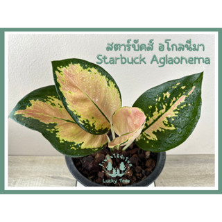 ต้นสตาร์บัคส์ อโกลนีมา Starbuck Aglaonema พร้อมกระถาง