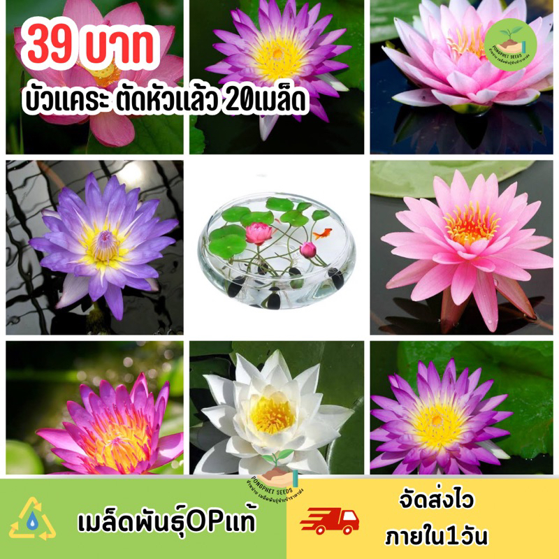 เมล็ดดอกบัว มินิ ญี่ปุ่นคละสี20 เมล็ด