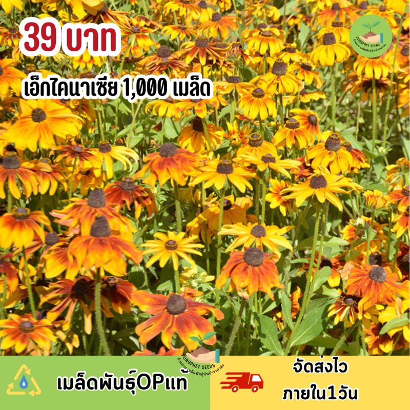 เมล็ดพันธุ์ ดอกเอ็กไคนาเซียเหลือง300 เมล็ด