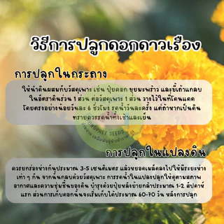 ดอกดาวเรืองสีส้มล้วนดอกใหญ่300 เมล็ดพันธุ์