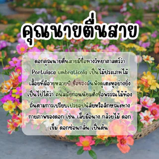 เมล็ดพันธุ์ คุณนายตื่นสาย (แพรี่เซี่ยงไฮ้) 3,500ต้น ++ คุ้มที่สุด ‼️