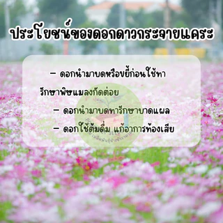 คอสมอสแคระ1,000เมล็ด คละสี ราคาส่งปลูกง่ายโตไว