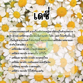 เมล็ดพันธุ์ดอกเดซี่ 300 เมล็ด มีแถม ราคาส่งเรทถูก ถูกที่สุด