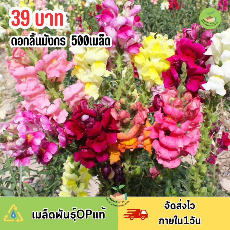 ดอกลิ้นมังกรคละสี บรรจุ 500 เมล็ด