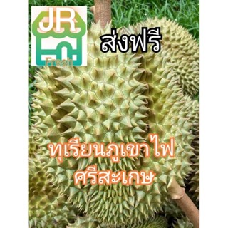 พร้อมส่ง ทรงสวย 5พูเต็ม เกรดA ทุเรียนภูเขาไฟ ศรีสะเกษ รอบสุดท้ายแห่งปี