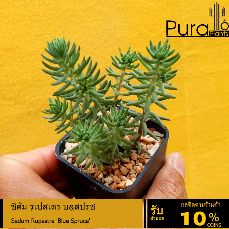 ต้นไม้อวบน้ำ กุหลาบหิน ซีดัม รูเปสเตร บลูสปรูซ Sedum Rupestre 'Blue Spruce' #succulent #Sedum