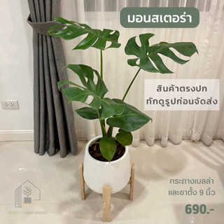 [Planty Wood Studio] ต้นมอนสเตอร่าพร้อมกระถางและขาตั้ง 9 นิ้ว