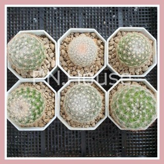 แมมแคนดิด้าโรเซ่ | Mammillaria Candida v. Rosea