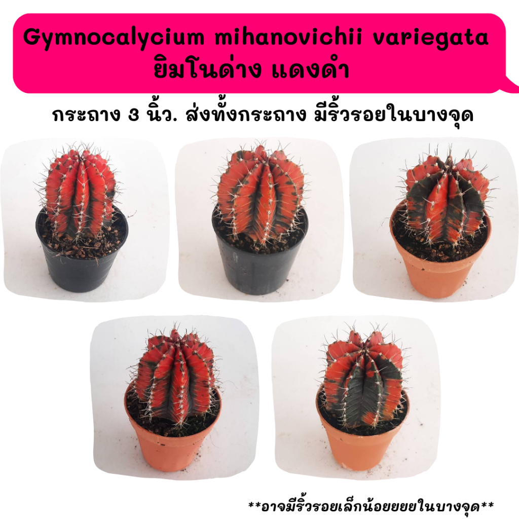 GT036 Gymnocalycium mihanovichii variegata ยิมโนด่าง แดงดำ ไม้แยกหน่อ cactus กระบองเพชร แคคตัส กุหลาบหิน พืชอวบน้ำ