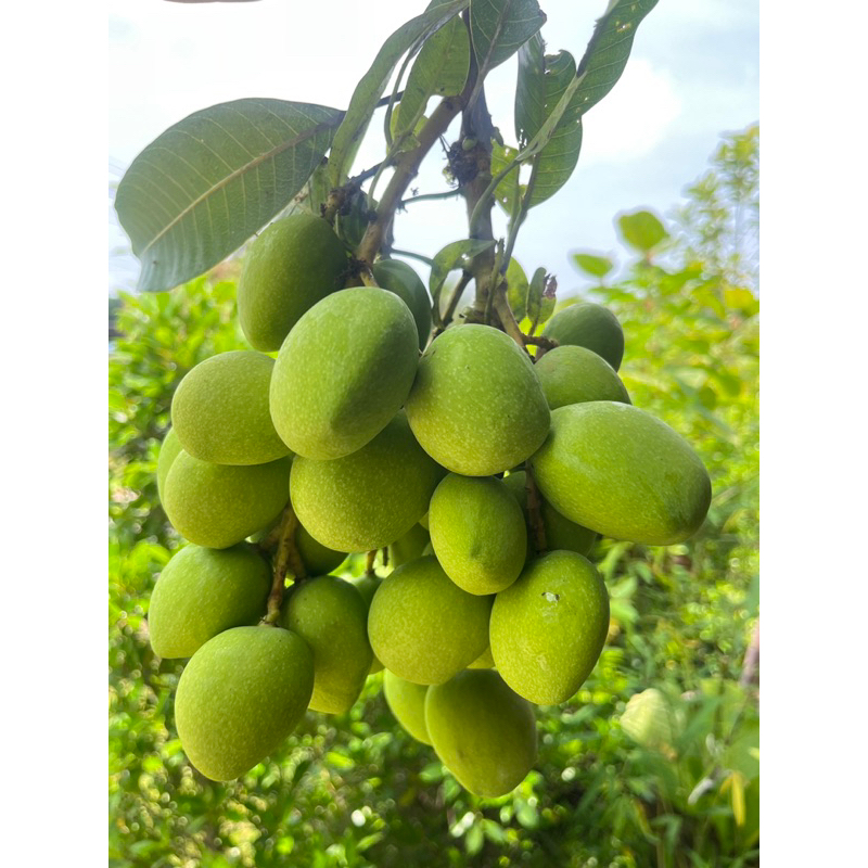 มะม่วงเบาใต้ ครึ่ง กิโลกรัม