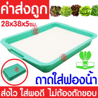 *โค้ดส่งฟรี* ถาดใส่ฟองน้ำ เพาะเมล็ด ถาดเพาะเมล็ดไม่มีรู ถาดเพาะกล้า ปลูกผักไฮโดรโปนิกส์ ถาดเพราะ ฟองน้ำ MAXX