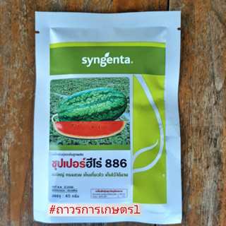 แตงโมกินรี457,เบลล่า39,ซุเปอร์ฮีโร่886(ต้นทนโรคติดผลดก-ผลรีใหญ่สวยเนื้อทรายแดง)40กรัม