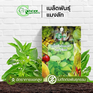 เมล็ดพันธุ์แมงลัก (Hairy Basil) Green Garden