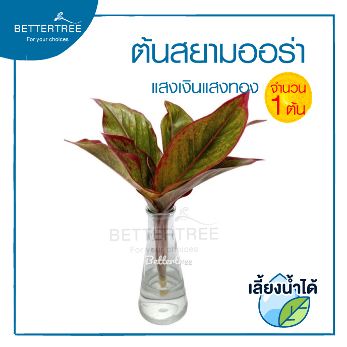 สยามออร่า(จำนวน 1 ต้น) สามารถเลี้ยงน้ำได้  Aglaonema Siam Aurora ต้นไม้มงคล ต้นไม้ฟอกอากาศ ต้นไม้