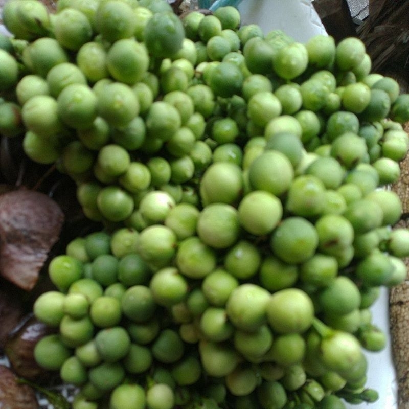 มะเขือพวงสดดิบ1kilo99.-