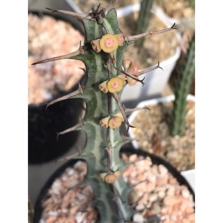 หน่อเด็ดสด โฟเบียหางมังกร Euphorbia Greenwayi