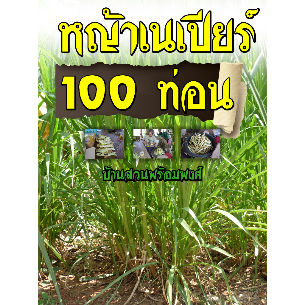 ท่อนพันธุ์หญ้าเนเปียร์ปากช่อง1 100 ท่อน บ้านสวนพร้อมพงศ์