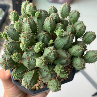 นักกล้าม ยูโฟเบีย Euphorbia Pseudo Globosa กระบองเพชร จากเรือนแคคตัสสุราษฎร์ธานี