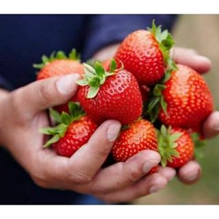 เมล็ดพันธุ์สตรอว์เบอร์รี่ บริติช ไจแอนท์(British Giant Strawberry Seed)บรรจุ 50 เมล็ด คุณภาพดี ของแท้ ราคาถูก นำเข้า