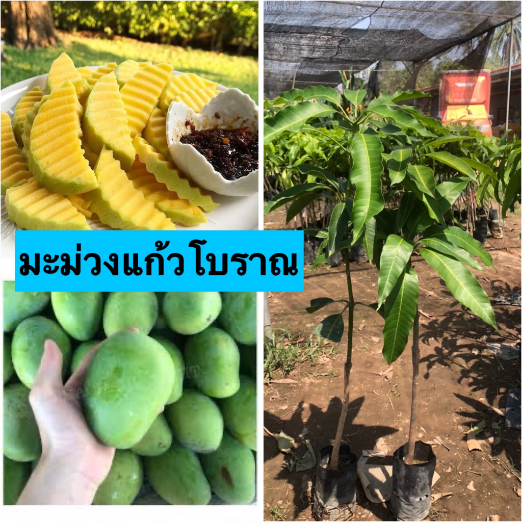 🍈มะม่วงแก้วโบราณ 🍈🎋ต้นเสียบยอด ต้นประมาณ45-50 เซนติเมตร