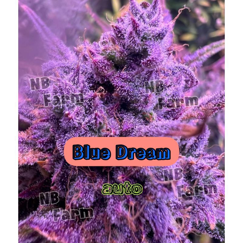 บลูดรีมออโต้ Blue Dream คัดเพศเมีย รับประกันสายพันธุ์ แพ็ค 5 เมล็ด