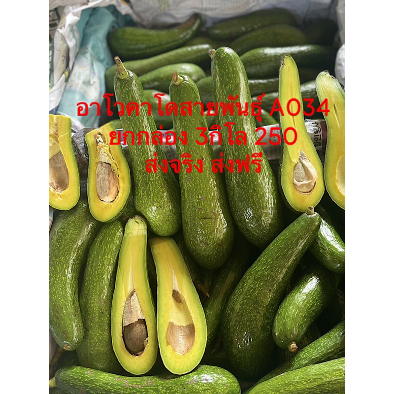 อาโวคาโดสายพันธุ์A034