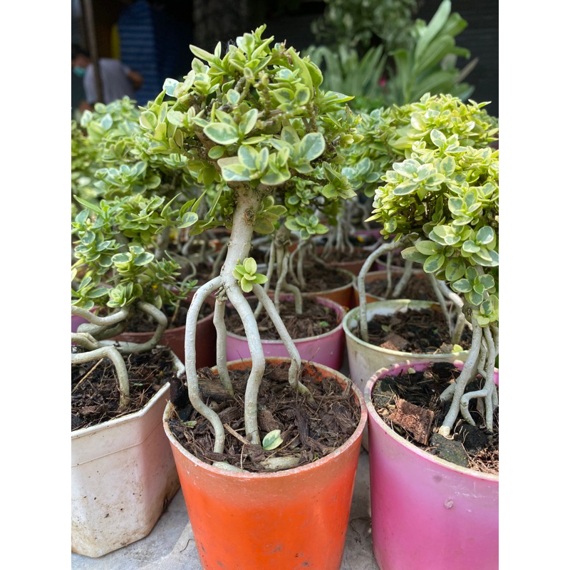 เพรมน่าด่าง เพรมน่าไต้หวัน แบบยกราก เกาะหิน บอนไซ กระถาง 3 -4 นิ้ว สูง 7 เซนติเมตร