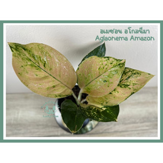 ต้นอเมซอน อโกลนีมา Aglaonema Amazon พร้อมกระถาง