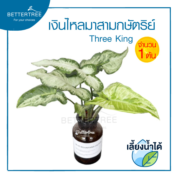 เงินไหลมาสามกษัตริย์ ทรีคิงส์ เลี้ยงน้ำได้(จำนวน 1 ต้น) Syngonium Three Kings เงินไหล ต้นไม้ ต้นไม้เลี้ยงน้ำ ไม้ฟอกอากาศ – โปรปัง