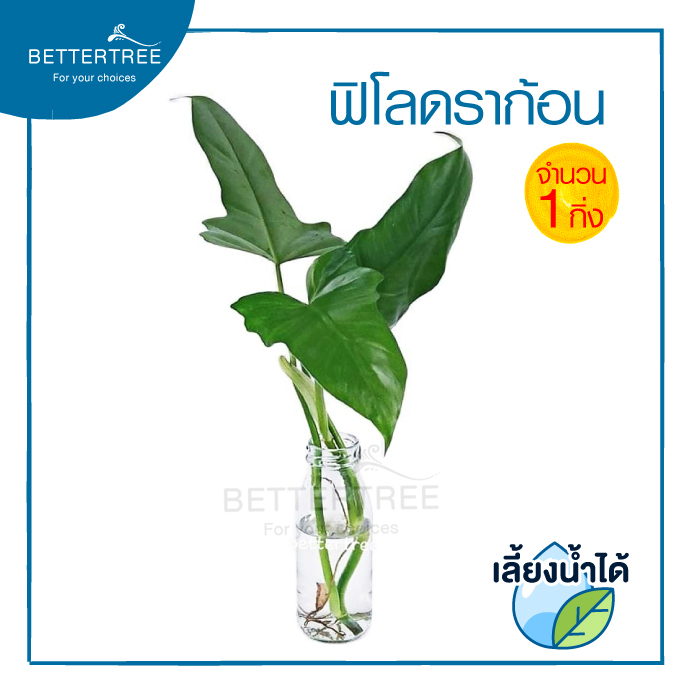 ฟิโลดราก้อน (จำนวน 1 ต้น )  PHILODENDRON GOLDEN DRAGON ฟิโล ดราก้อน ไม้ฟอกอากาศ  ต้นไม้เลี้ยงน้ำ