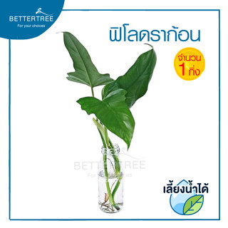 ฟิโลดราก้อน (จำนวน 1 ต้น )  PHILODENDRON GOLDEN DRAGON ฟิโล ดราก้อน ไม้ฟอกอากาศ  ต้นไม้เลี้ยงน้ำ