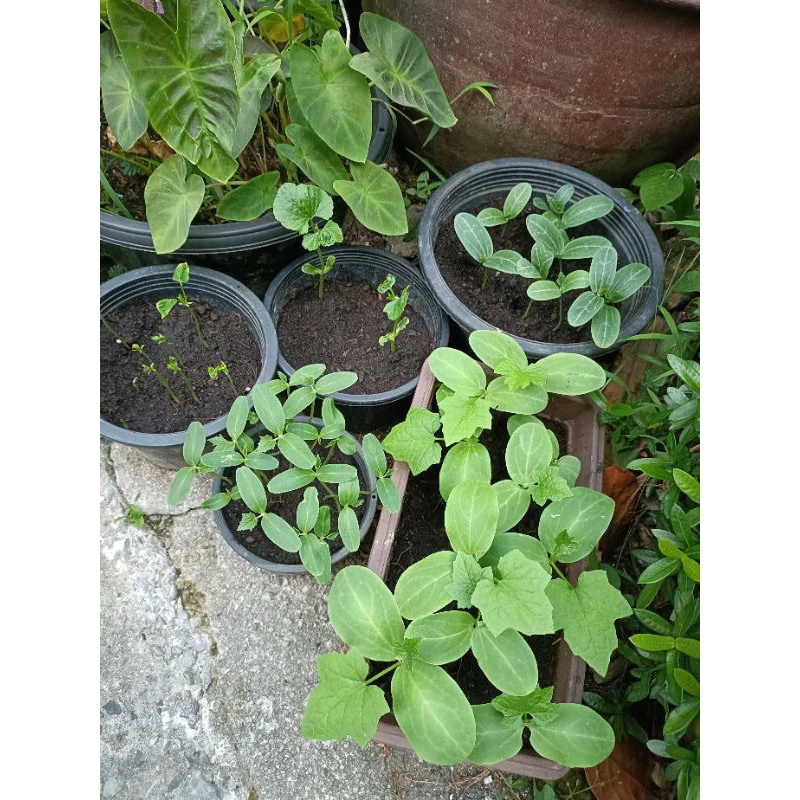 ค่าส่งถูก📍เมล็ดพันธุ์ผักสวนครัว🌱 ซื้อ 10 เเถม2 [ได้ไป12ชิ้น]🔥เลือกของเเถมได้ thumbnail 10