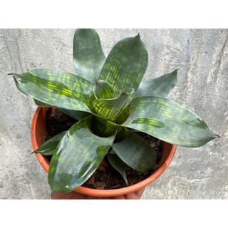 สับปะรดสี Vriesea gigantea Nova กระถาง 6นิ้ว