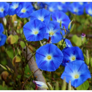 เมล็ดพันธุ์มอร์นิ่งกลอรี่ เฮฟเวนลี่ บลู(Heavenly Blue Morning Glory Seed)บรรจุ 20 เมล็ด ของแท้ คุณภาพดี นำเข้าจากต่าง