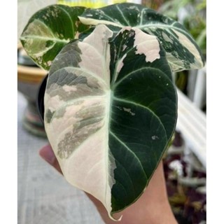 Alocasia Black Velvet Variegated Tissues Culture (แบลคเวลเวทด่าง ไม้เนื้อเยื่อด่าง) ด่างสวยๆทุกใบ